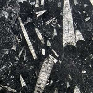 Marmura Fossil Black